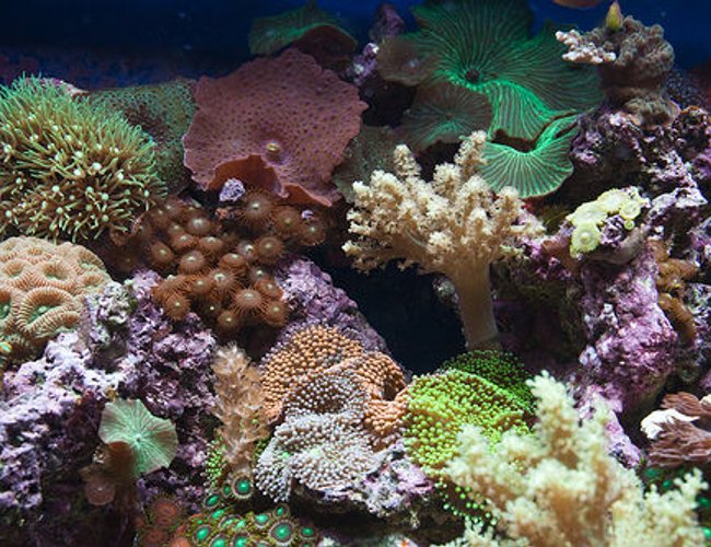 corals inverts - briareum sp. - starburst polyp stocking in 37 gallons tank - Closeup section of my tank corals inverts - briareum sp. - starburst polyp stocking in 37 gallons tank - Closeup section of my tank