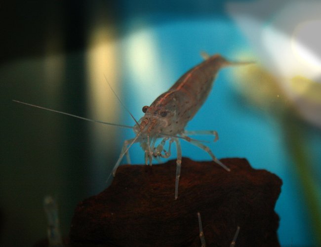 corals inverts - lysmata amboinensis - scarlet skunk cleaner shrimp stocking in 33 gallons tank - shrimp corals inverts - lysmata amboinensis - scarlet skunk cleaner shrimp stocking in 33 gallons tank - shrimp