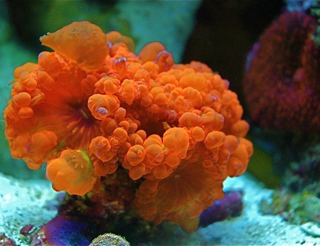 corals inverts - blastomussa wellsi - blastomussa coral stocking in 10 gallons tank - Blastomussa Welsii corals inverts - blastomussa wellsi - blastomussa coral stocking in 10 gallons tank - Blastomussa Welsii