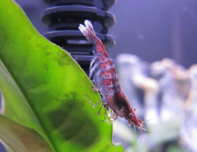 corals inverts - neocaridina denticulata sinensis - red cherry shrimp stocking in 16 gallons tank - Red Cherry Shrimp corals inverts - neocaridina denticulata sinensis - red cherry shrimp stocking in 16 gallons tank - Red Cherry Shrimp