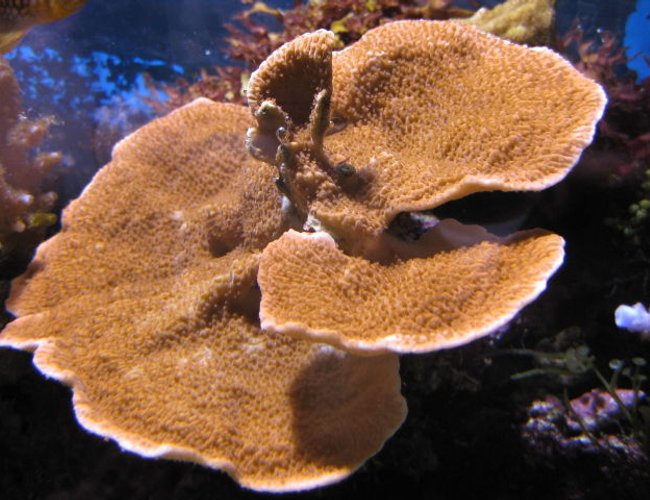 corals inverts - montipora capricornis - montipora capricornis, red/orange stocking in 20 gallons tank - Orange plating Monti corals inverts - montipora capricornis - montipora capricornis, red/orange stocking in 20 gallons tank - Orange plating Monti