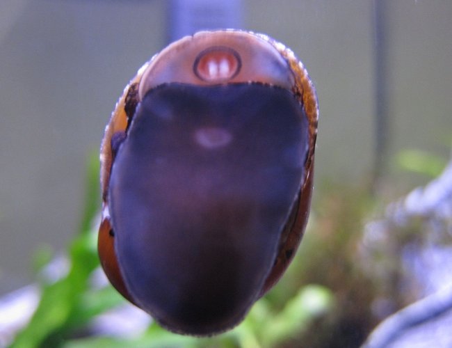corals inverts - nerita sp. - nerite snail stocking in 16 gallons tank - Freshwater Tracked Nerite Snail corals inverts - nerita sp. - nerite snail stocking in 16 gallons tank - Freshwater Tracked Nerite Snail