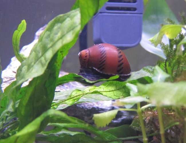 corals inverts - nerita sp. - nerite snail stocking in 16 gallons tank - Freshwater Tracked Nerite Snail on Java Fern corals inverts - nerita sp. - nerite snail stocking in 16 gallons tank - Freshwater Tracked Nerite Snail on Java Fern