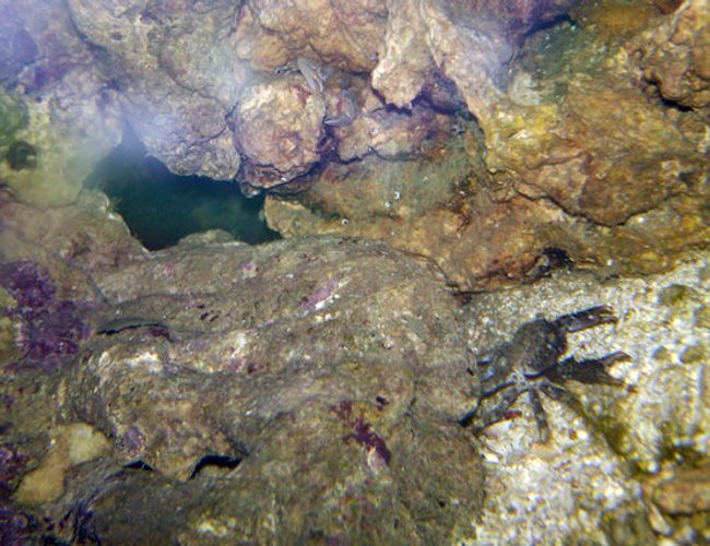 corals inverts - mithraculus sculptus - emerald crab stocking in 20 gallons tank - Two Mystery Crabs. Can you find them? corals inverts - mithraculus sculptus - emerald crab stocking in 20 gallons tank - Two Mystery Crabs. Can you find them?