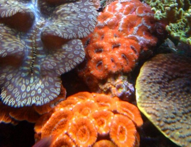 corals inverts - acanthastrea lordhowensis - aussie acans stocking in 75 gallons tank - Acan colonies! corals inverts - acanthastrea lordhowensis - aussie acans stocking in 75 gallons tank - Acan colonies!