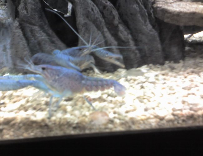 corals inverts - procambarus alleni - electric blue crayfish stocking in 5 gallons tank - elacric blue crawfish corals inverts - procambarus alleni - electric blue crayfish stocking in 5 gallons tank - elacric blue crawfish