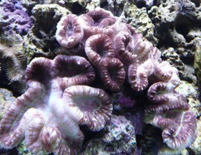 corals inverts - lobophyllia hemprichii - brain coral, lobophyllia stocking in 60 gallons tank - Brain Coral corals inverts - lobophyllia hemprichii - brain coral, lobophyllia stocking in 60 gallons tank - Brain Coral