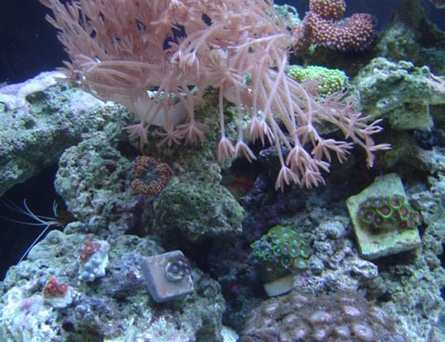 corals inverts - heteroxenia sp. - heteroxenia polyp stocking in 55 gallons tank - Zoanthus Garden. corals inverts - heteroxenia sp. - heteroxenia polyp stocking in 55 gallons tank - Zoanthus Garden.