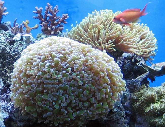 corals inverts - euphyllia paradivisa - frogspawn coral stocking in 120 gallons tank - Torch and Frogspawn corals inverts - euphyllia paradivisa - frogspawn coral stocking in 120 gallons tank - Torch and Frogspawn
