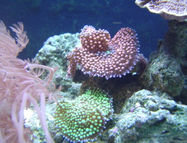 corals inverts - ricordea florida - ricordea mushroom stocking in 55 gallons tank - Tri-color Florida Ric,Neon Green Florida Ric. corals inverts - ricordea florida - ricordea mushroom stocking in 55 gallons tank - Tri-color Florida Ric,Neon Green Florida Ric.