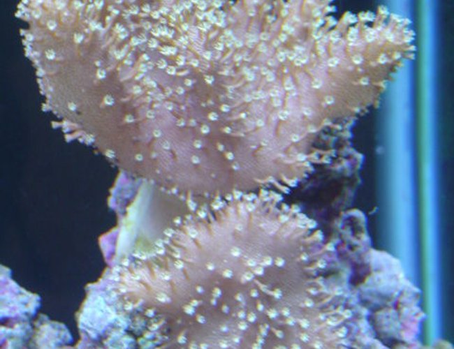 corals inverts - lobophytum sp. - devil's hand leather coral stocking in 55 gallons tank - Devils Hand. corals inverts - lobophytum sp. - devil's hand leather coral stocking in 55 gallons tank - Devils Hand.