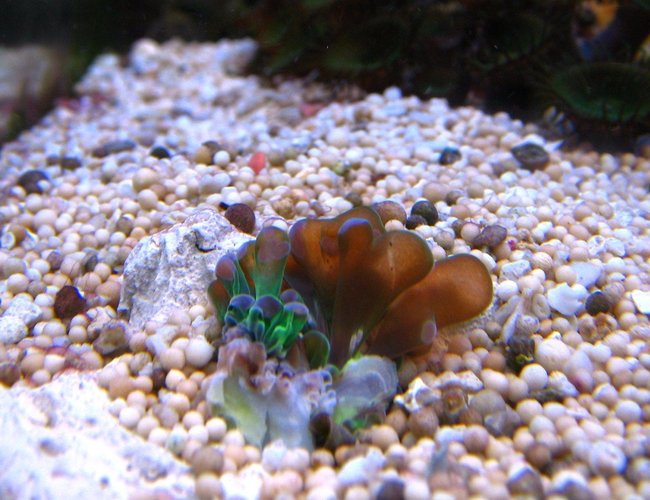 corals inverts - euphyllia glabrescens - torch coral stocking in 10 gallons tank - Euphyllia grablescens corals inverts - euphyllia glabrescens - torch coral stocking in 10 gallons tank - Euphyllia grablescens