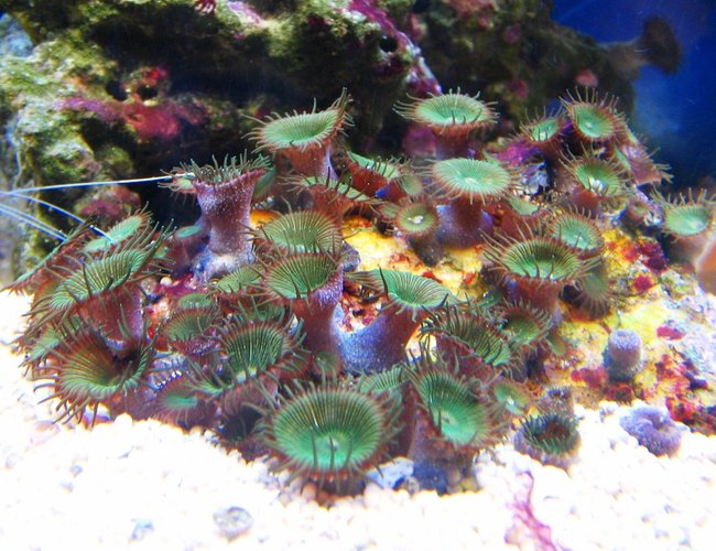 corals inverts - protopalythoa sp. - button polyp stocking in 10 gallons tank - Zoanthids corals inverts - protopalythoa sp. - button polyp stocking in 10 gallons tank - Zoanthids
