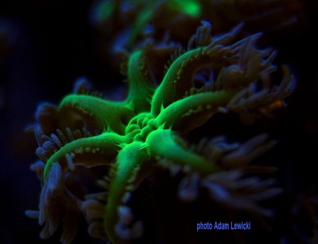 corals inverts - clavularia sp. - glove polyp stocking in 540 gallons tank - clavularia sp corals inverts - clavularia sp. - glove polyp stocking in 540 gallons tank - clavularia sp