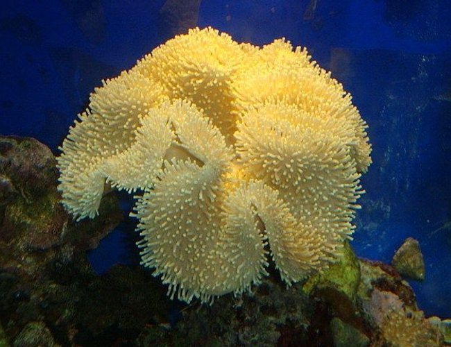 corals inverts - sarcophyton elegans - yellow fiji leather coral stocking in 40 gallons tank - yellow leather coral corals inverts - sarcophyton elegans - yellow fiji leather coral stocking in 40 gallons tank - yellow leather coral