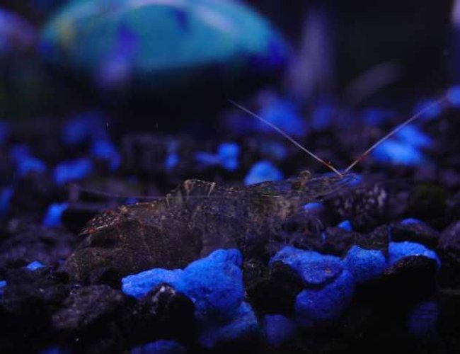 corals inverts - paleomonetes sp. - ghost shrimp stocking in 10 gallons tank - Ghost Shrimp corals inverts - paleomonetes sp. - ghost shrimp stocking in 10 gallons tank - Ghost Shrimp
