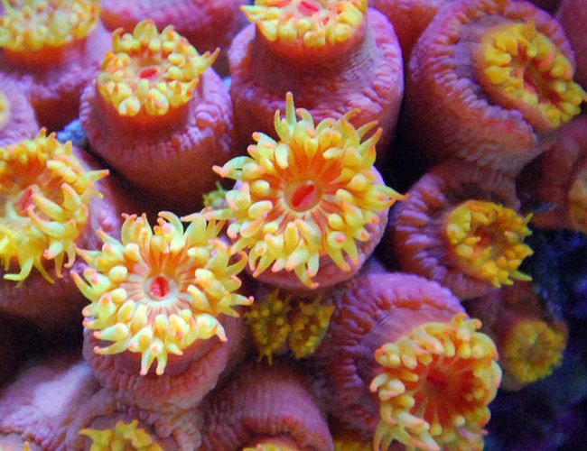 corals inverts - tubastrea faulkneri - orange sun coral stocking in 125 gallons tank - Sun coral corals inverts - tubastrea faulkneri - orange sun coral stocking in 125 gallons tank - Sun coral