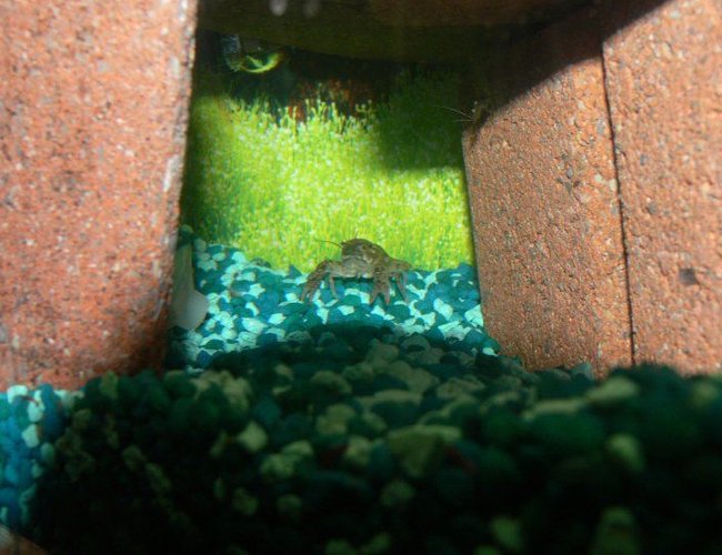 corals inverts - procambarus sp. - marble crayfish stocking in 1200 gallons tank - the crayfish i caught in the local creek and a ghost shrimp creeping in the corner corals inverts - procambarus sp. - marble crayfish stocking in 1200 gallons tank - the crayfish i caught in the local creek and a ghost shrimp creeping in the corner