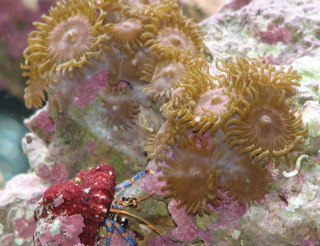 corals inverts - clibanarius tricolor - dwarf blue leg hermit crab stocking in 125 gallons tank - Dwarf Blue Leg Hermit & Pink Zoos corals inverts - clibanarius tricolor - dwarf blue leg hermit crab stocking in 125 gallons tank - Dwarf Blue Leg Hermit & Pink Zoos