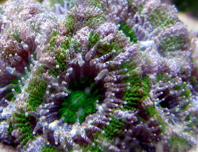 corals inverts - acanthastrea lordhowensis - acan green goblin stocking in 28 gallons tank - green goblin acan corals inverts - acanthastrea lordhowensis - acan green goblin stocking in 28 gallons tank - green goblin acan