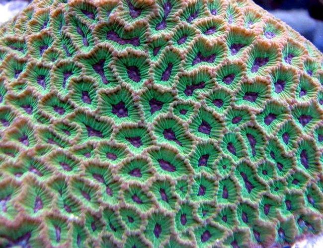 corals inverts - favites spp. - brain coral, favites stocking in 28 gallons tank - grapes of wrath corals inverts - favites spp. - brain coral, favites stocking in 28 gallons tank - grapes of wrath