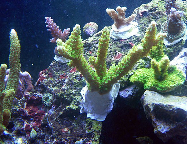 corals inverts - acropora yongei - bali green slimer stocking in 72 gallons tank - 2 corals inverts - acropora yongei - bali green slimer stocking in 72 gallons tank - 2