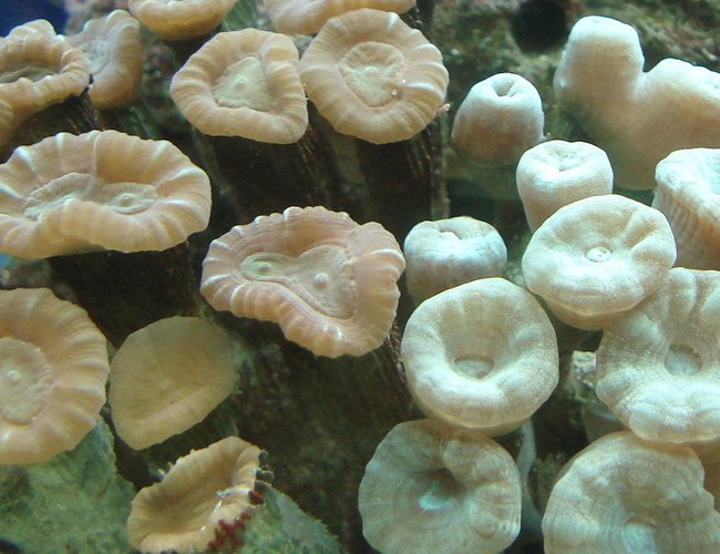 corals inverts - caulastrea furcata - candy cane coral stocking in 44 gallons tank - Candycane Corals. We have just moved them into the Aquaone 900 from a smaller tank with no proper lighting and no protein skimmer etc and now I have seen a massive improvement in the health of these candy canes. The bright green stripes are returning to the browny coloured one! and their little tenticles come out much more often. corals inverts - caulastrea furcata - candy cane coral stocking in 44 gallons tank - Candycane Corals. We have just moved them into the Aquaone 900 from a smaller tank with no proper lighting and no protein skimmer etc and now I have seen a massive improvement in the health of these candy canes. The bright green stripes are returning to the browny coloured one! and their little tenticles come out much more often.