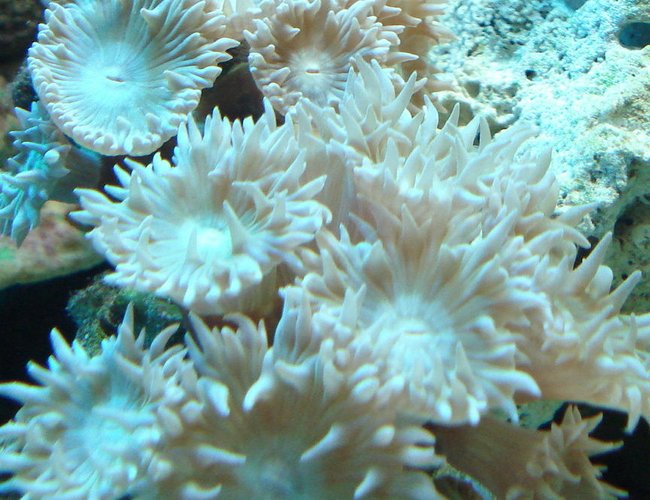 corals inverts - duncanopsammia axifuga - duncan coral stocking in 44 gallons tank - Stoney Coral?? corals inverts - duncanopsammia axifuga - duncan coral stocking in 44 gallons tank - Stoney Coral??
