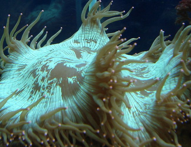 corals inverts - catalaphyllia jardinei - elegance coral stocking in 44 gallons tank - Elegance Coral corals inverts - catalaphyllia jardinei - elegance coral stocking in 44 gallons tank - Elegance Coral