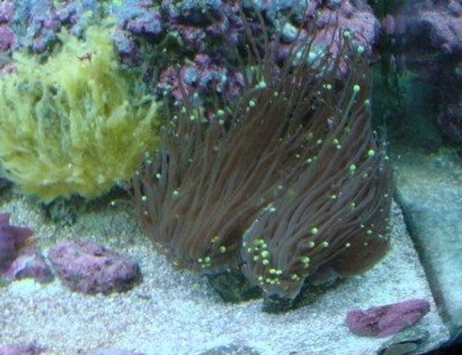corals inverts - euphyllia glabrescens - torch coral stocking in 30 gallons tank - Torch corals inverts - euphyllia glabrescens - torch coral stocking in 30 gallons tank - Torch