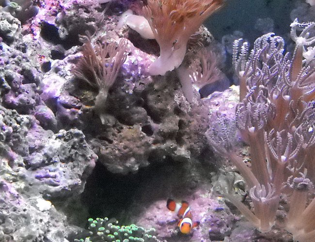 corals inverts - anthelia sp. - waving hand - blue stocking in 14 gallons tank - 14 Gal Biocube. Xenias, zoos, Brain Favites & 1 Oscellaris Clown named Oscar. corals inverts - anthelia sp. - waving hand - blue stocking in 14 gallons tank - 14 Gal Biocube. Xenias, zoos, Brain Favites & 1 Oscellaris Clown named Oscar.