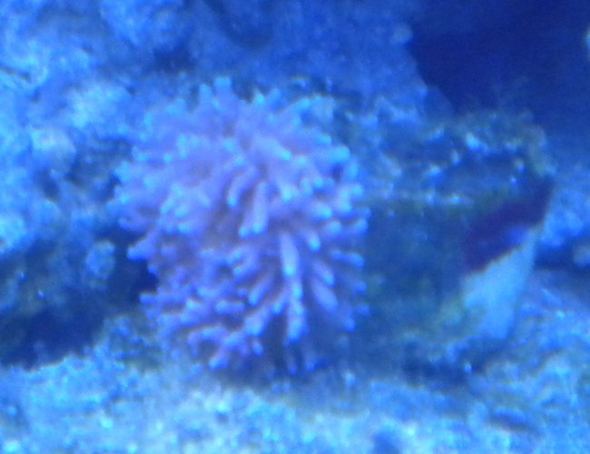corals inverts - ricordea yuma - flower / ricordea mushroom, purple stocking in 75 gallons tank - purple ricordia corals inverts - ricordea yuma - flower / ricordea mushroom, purple stocking in 75 gallons tank - purple ricordia