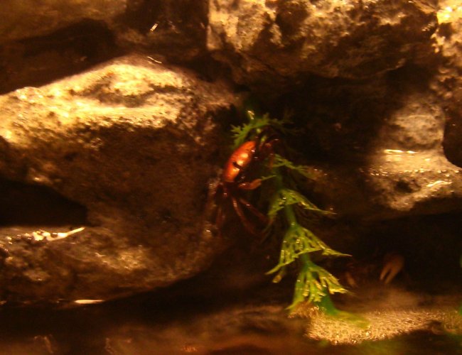 corals inverts - trapezia sp. - acropora crab stocking in 10 gallons tank - A female using the fake plant vine to lower herself in the water. corals inverts - trapezia sp. - acropora crab stocking in 10 gallons tank - A female using the fake plant vine to lower herself in the water.