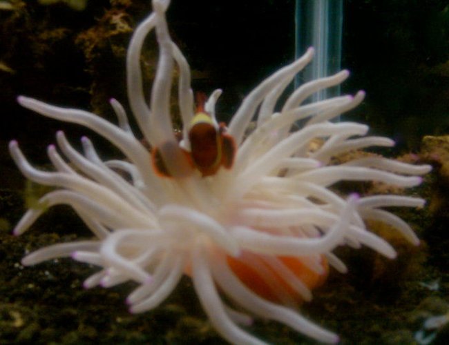 corals inverts - condylactis gigantea - condy anemone stocking in 40 gallons tank - maroon clown corals inverts - condylactis gigantea - condy anemone stocking in 40 gallons tank - maroon clown