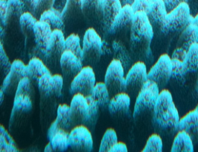 corals inverts - acropora sp. - acropora coral stocking in 182 gallons tank - coral corals inverts - acropora sp. - acropora coral stocking in 182 gallons tank - coral