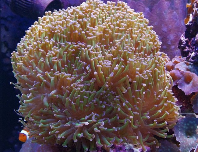 corals inverts - euphyllia paranchora - hammer / anchor coral, branching stocking in 140 gallons tank - Branching Torch Coral corals inverts - euphyllia paranchora - hammer / anchor coral, branching stocking in 140 gallons tank - Branching Torch Coral