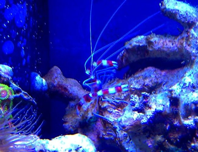 corals inverts - stenopus hispidus - banded coral shrimp stocking in 72 gallons tank - Steve the Red Banded Shrimp corals inverts - stenopus hispidus - banded coral shrimp stocking in 72 gallons tank - Steve the Red Banded Shrimp