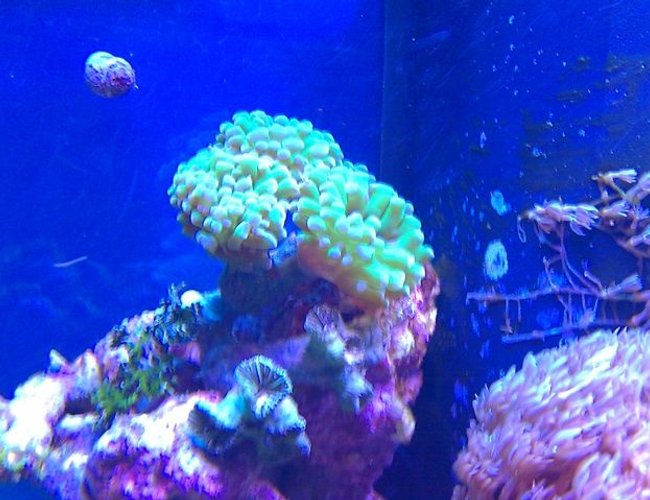 corals inverts - euphyllia paradivisa - frogspawn coral stocking in 72 gallons tank - Frog spawn? corals inverts - euphyllia paradivisa - frogspawn coral stocking in 72 gallons tank - Frog spawn?
