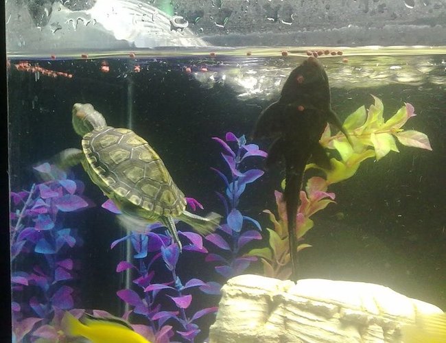 corals inverts - trachemys scripta scripta - yellow belly slider turtle stocking in 35 gallons tank - red eared slider corals inverts - trachemys scripta scripta - yellow belly slider turtle stocking in 35 gallons tank - red eared slider