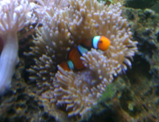 corals inverts - heteractis crispa - sebae anemone stocking in 29 gallons tank - *True Percula Clownfish w/ Sebae Anemone* corals inverts - heteractis crispa - sebae anemone stocking in 29 gallons tank - *True Percula Clownfish w/ Sebae Anemone*