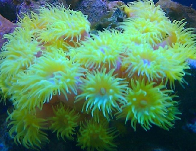corals inverts - tubastrea faulkneri - yellow sun coral stocking in 72 gallons tank - Sun Coral corals inverts - tubastrea faulkneri - yellow sun coral stocking in 72 gallons tank - Sun Coral
