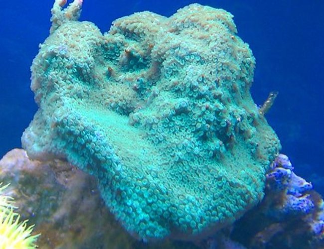 corals inverts - montipora capricornis - green apple cap coral stocking in 72 gallons tank - Montipora corals inverts - montipora capricornis - green apple cap coral stocking in 72 gallons tank - Montipora