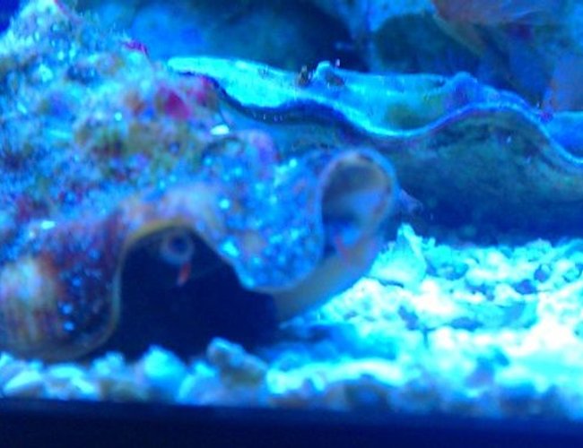 corals inverts - strombus alatus - fighting conch stocking in 72 gallons tank - Carlton the Conch corals inverts - strombus alatus - fighting conch stocking in 72 gallons tank - Carlton the Conch