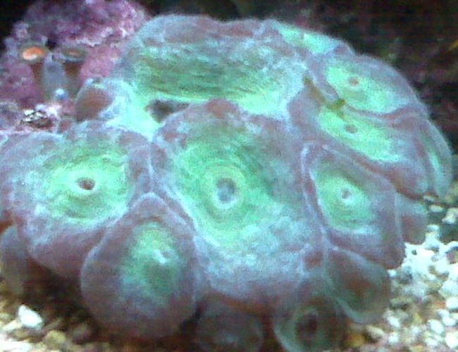 corals inverts - goniastrea sp. - goniastrea coral stocking in 90 gallons tank - green coral corals inverts - goniastrea sp. - goniastrea coral stocking in 90 gallons tank - green coral