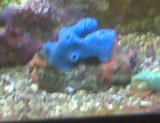 corals inverts - haliclona sp. - blue sponge stocking in 90 gallons tank - blue sponge corals inverts - haliclona sp. - blue sponge stocking in 90 gallons tank - blue sponge