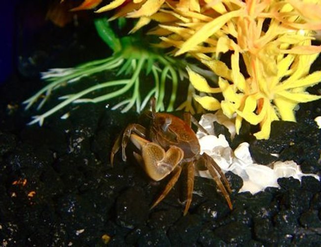 corals inverts - trapezia sp. - acropora crab stocking in 55 gallons tank - Crab corals inverts - trapezia sp. - acropora crab stocking in 55 gallons tank - Crab