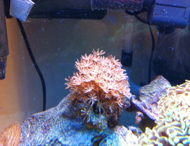 corals inverts - tubipora musica - pipe organ coral stocking in 56 gallons tank - Daisey corals inverts - tubipora musica - pipe organ coral stocking in 56 gallons tank - Daisey