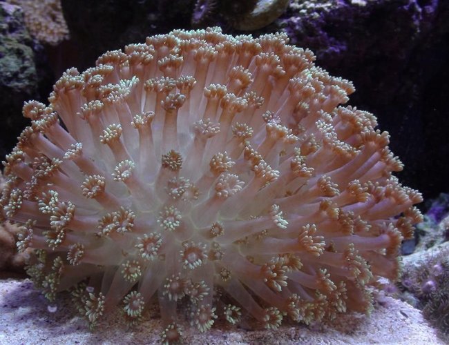 corals inverts - goniopora sp. - flower pot coral stocking in 150 gallons tank - Gonipora Sp corals inverts - goniopora sp. - flower pot coral stocking in 150 gallons tank - Gonipora Sp