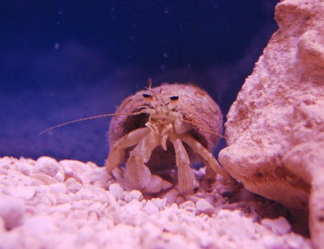 corals inverts - dardanus calidus - hermit crab stocking in 55 gallons tank - I don't exactly know what this is. I'm guessing its an albino white hermit crab. Pretty rare I think. corals inverts - dardanus calidus - hermit crab stocking in 55 gallons tank - I don't exactly know what this is. I'm guessing its an albino white hermit crab. Pretty rare I think.