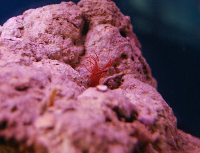 corals inverts - lysmata wurdemanni - peppermint shrimp stocking in 55 gallons tank - Peppermint Shrimp corals inverts - lysmata wurdemanni - peppermint shrimp stocking in 55 gallons tank - Peppermint Shrimp